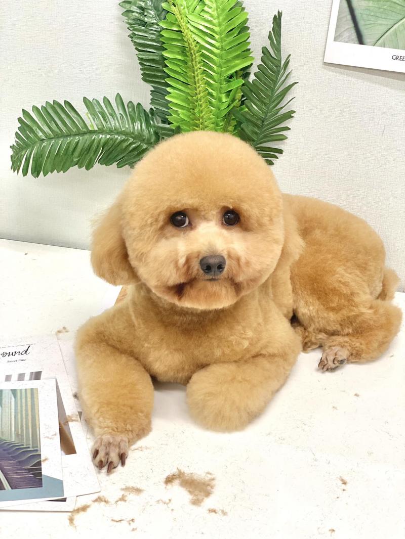 Bamin Pet Home