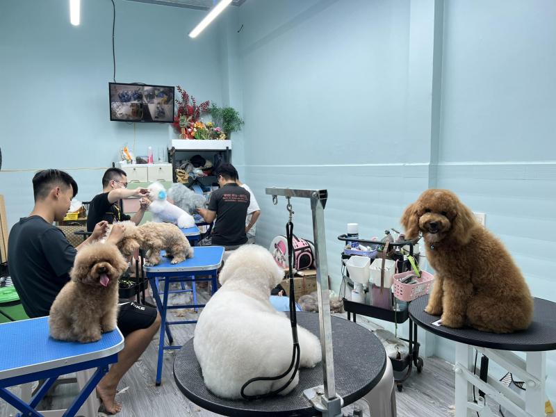 Boss Spa-Grooming