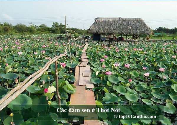 Nơi đây bát ngát các hàng sen thơm mát