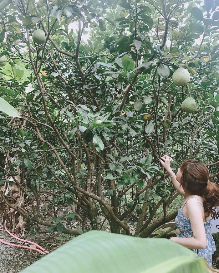 Miệt vườn trái cây xum xuê hoa trái