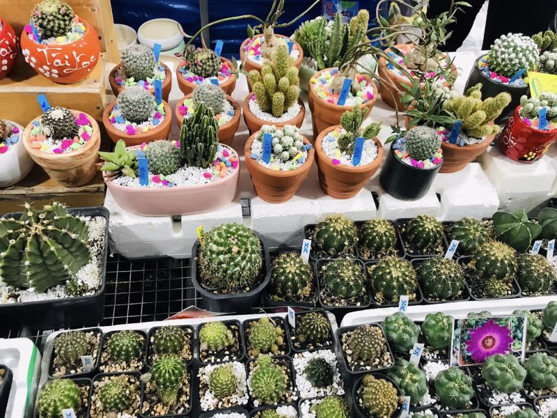 Mini Shop Xương Rồng Cần Thơ