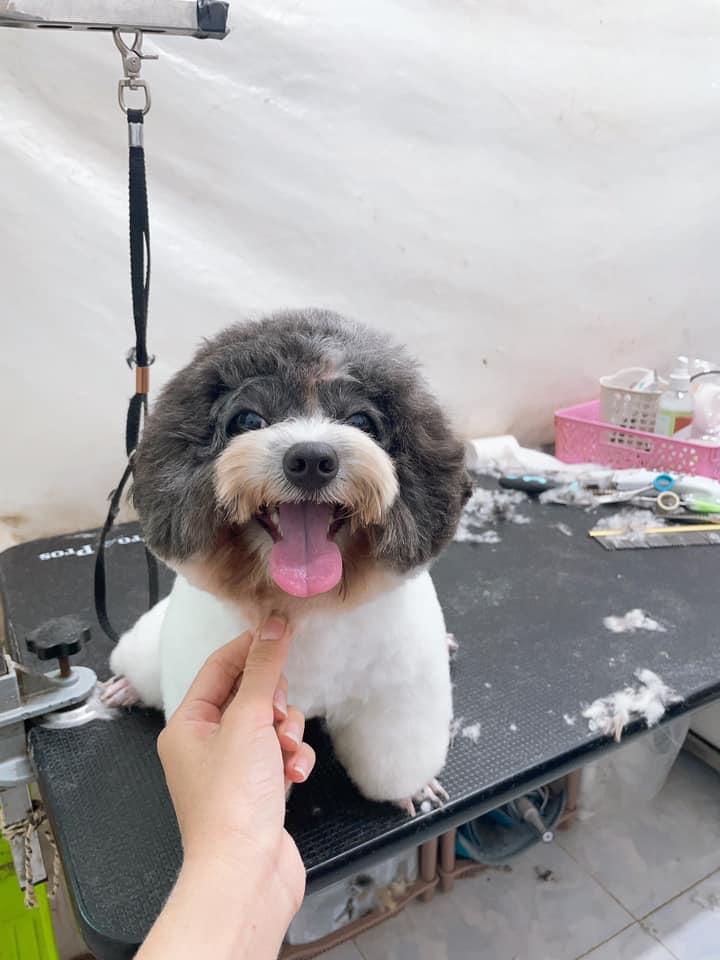 Pet Island Shop