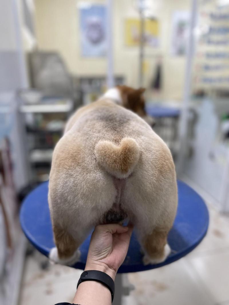Phòng mạch thú y Petplus