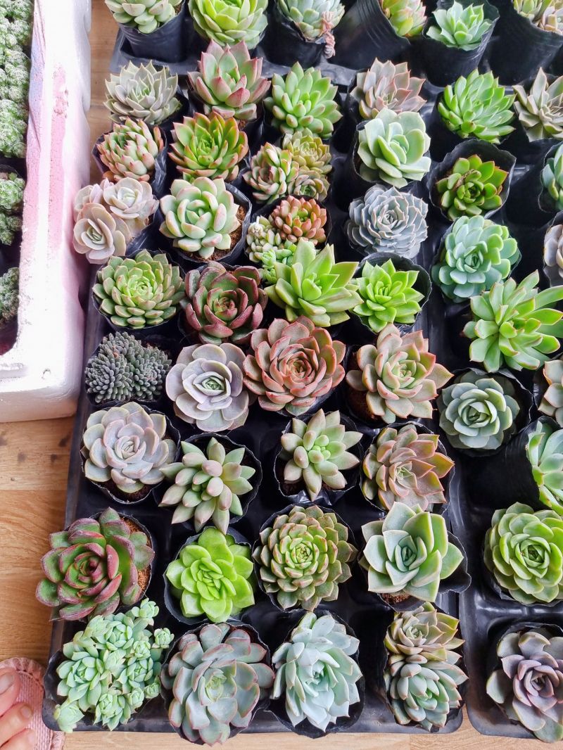 Một góc vườn nhỏ tại Sen Garden - Tiểu cảnh Terrarium