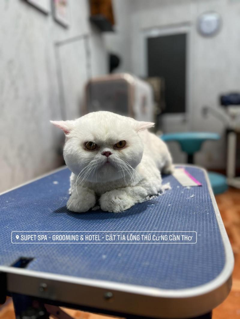 Supet Spa - Grooming & Hotel