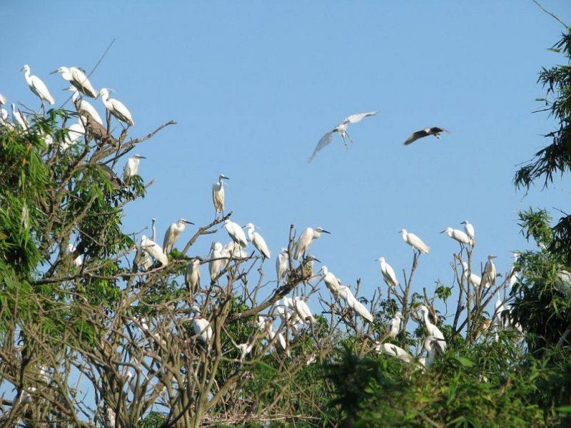 Vườn cò Bằng Lăng