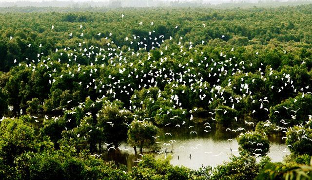 Vô  số chú cò sống nương nhờ những tàn cây.