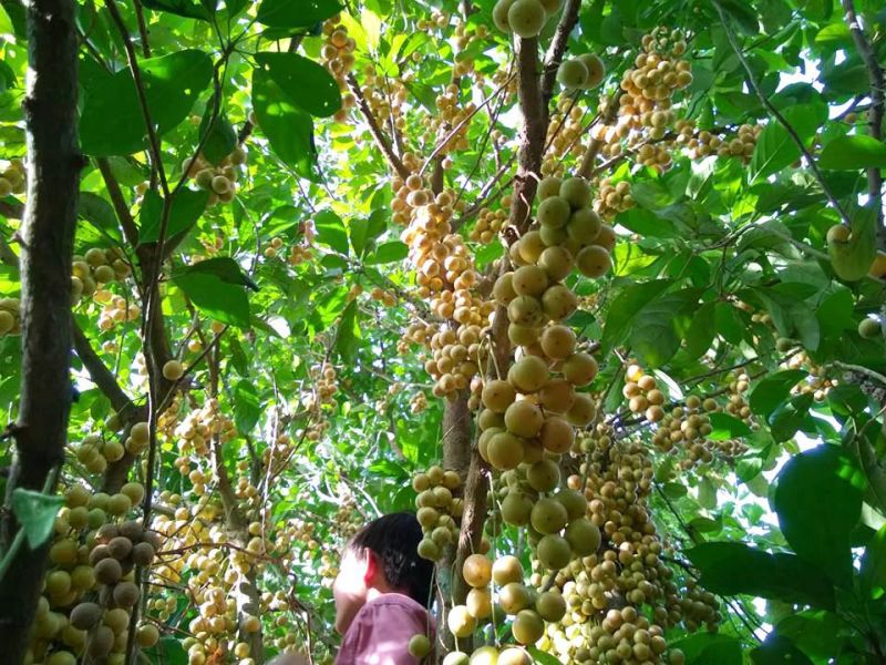 Nếu các bạn đến nơi đây sẽ được thưởng thức tận nơi những trái dâu vàng rực, mọng nước.